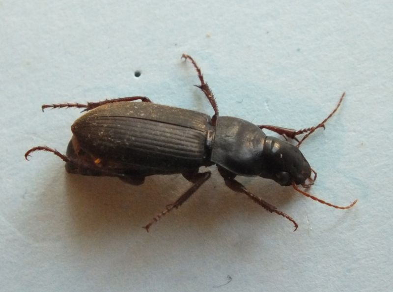 7° bis carabidae.JPG