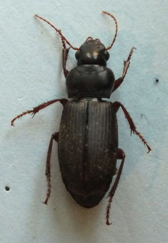 7°carabidae.JPG