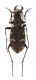Comb2553_97zL6cr.jpg
