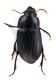 Comb2569_33zL6cr.jpg