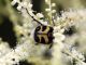 Trichius zonatus Germar, 1829 1.JPG