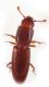planaria OBAMA 104.jpg