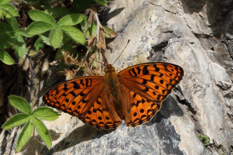 Argynnis aglaja (Linnaeus, 1758).JPG