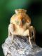 Diachrysia_sp_aduslto_Salvia_pratensis  (1).jpg