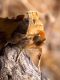 Diachrysia chrysitis - adulto - Salvia pratensis.jpg