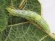 Diachrysia_sp_larva_22_giugno_Salvia_pratensis.jpg