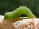 Diachrysia_sp_larva_26_giugno_Salvia_pratensis (3).jpg