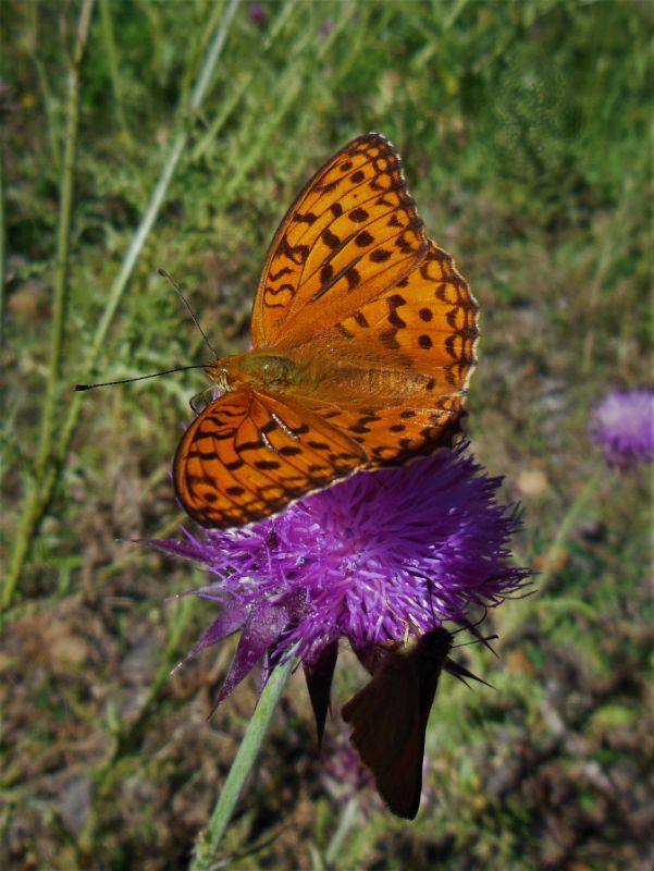 Argynnis (1).JPG