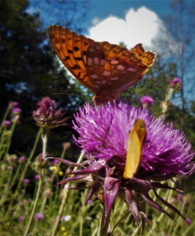 Argynnis (2).JPG