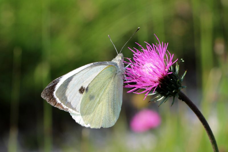 Pieris sp.jpg