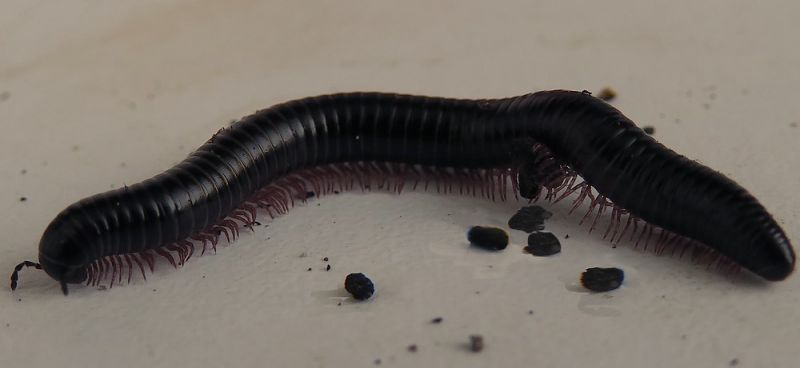 myriapode.jpg