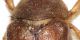 Melolonthidae dett1.JPG
