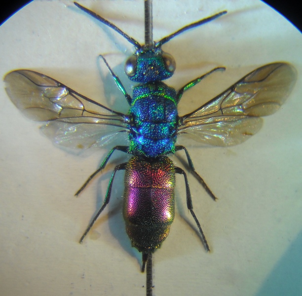 Chrysis 3 003 A.jpg