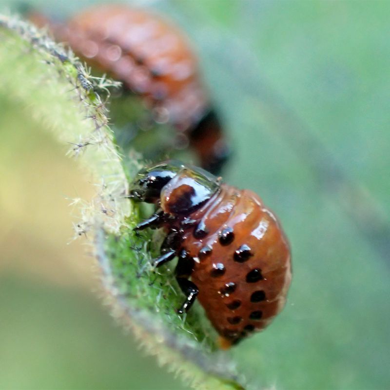 dorif_larva2.jpg