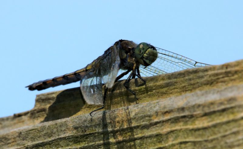 IMG_4763_Dragonfly_on_fence_y (2)_sm.JPG