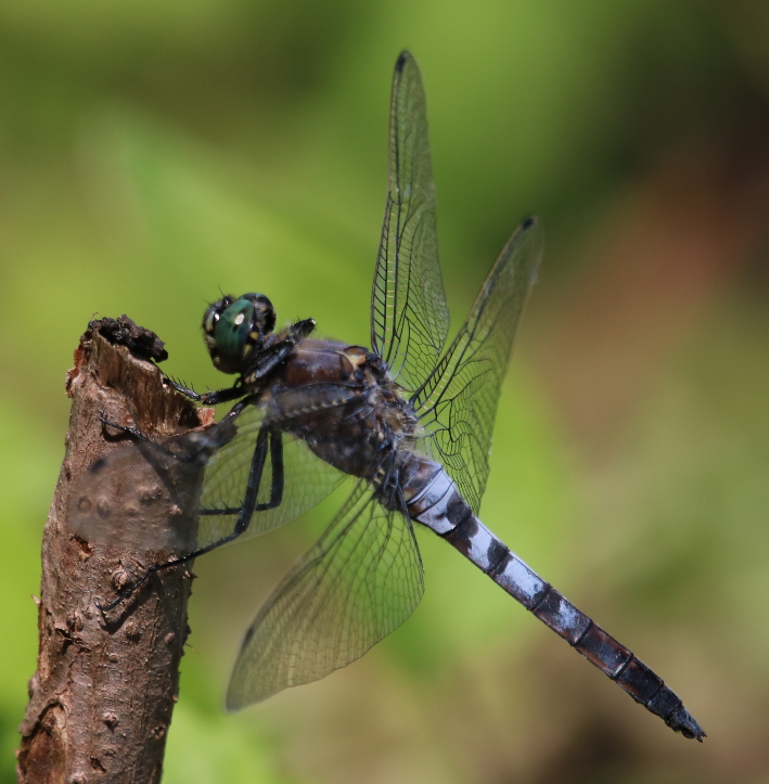 IMG_4800_BlueDragonfly_sm.JPG