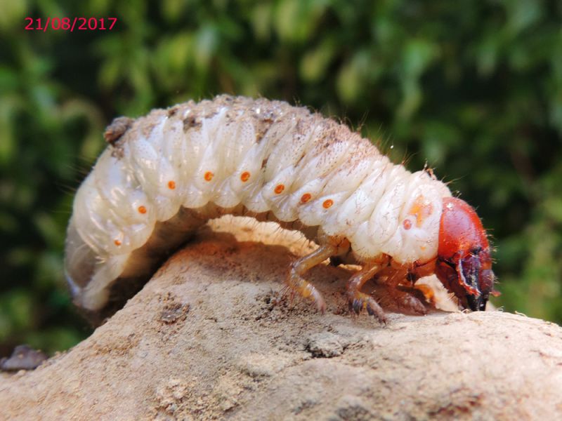 Phyllognathus_excavatus_larva_giovane copia.jpg