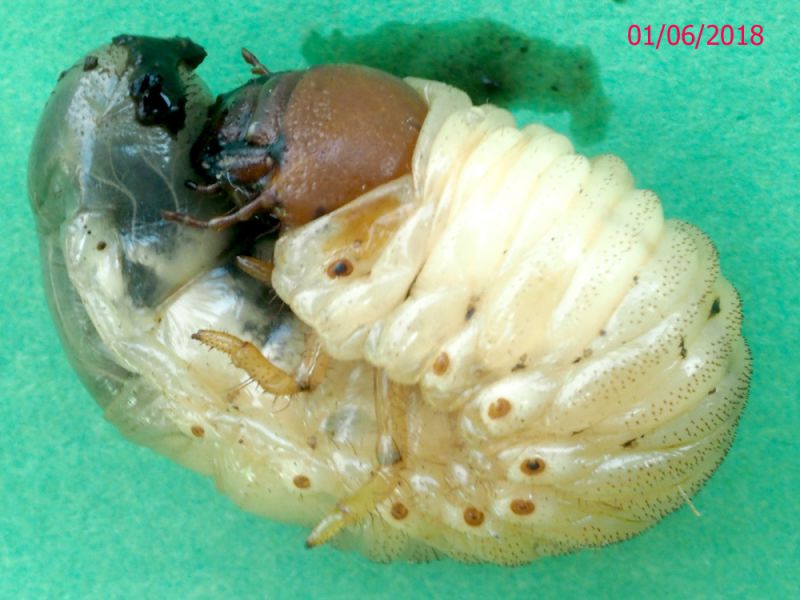 Phyllognathus_excavatus_larva_matura copia.jpg