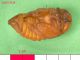 Phyllognathus_excavatus_pupa.jpg