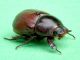 Phyllognathus_excavatus_adulto_femmina (2).jpg