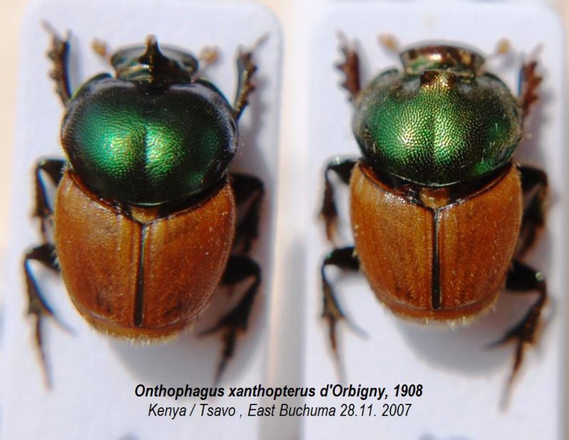 Onthophagus xanthopterus d'Orbigny, 1908.JPG