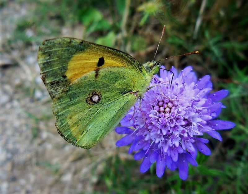 Colias crocea.JPG