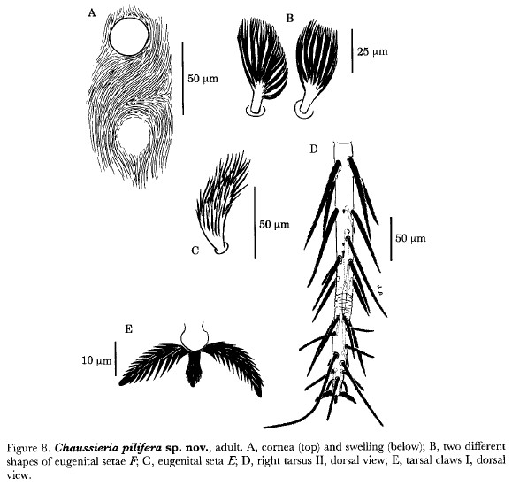 Chausseria1.jpg