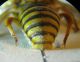 Icteranthidium 006 A.jpg