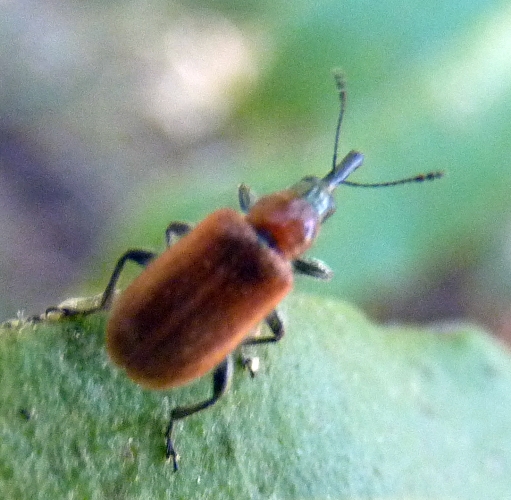 Lasiorhynchites sp. 1 (14-7-18 Fuente de Amanaderos).jpg