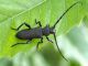 Ropalopus_clavipes (1).jpg
