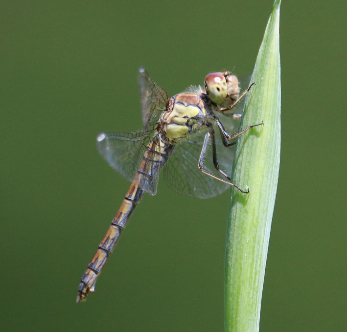 IMG_5640_Dragonfly_sm.JPG