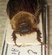 Scarabeidae2.JPG
