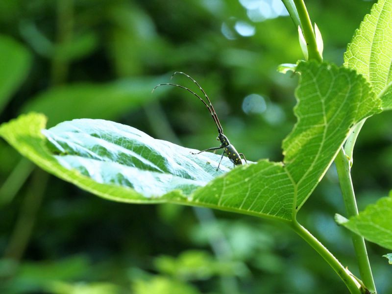 Psacothea_hilaris_ maschio_su_foglia_di_gelso.jpg