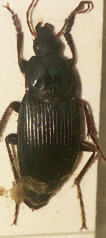 Carabidae.JPG