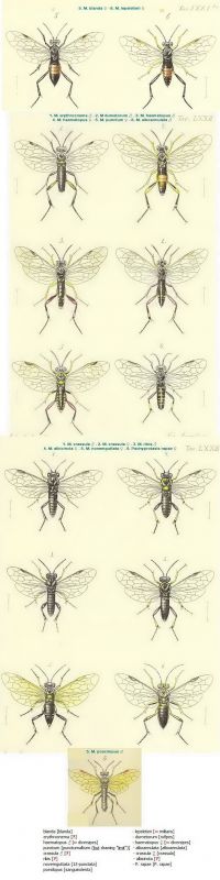 - - - - COSTA 1859 - pl. 71bis -( R= 110 %) - fig. 5-6 - avec Titrage - Lg. 763 µ.jpg