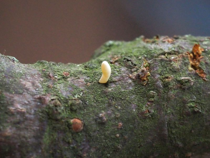 Ficus carica - uova (1).jpg