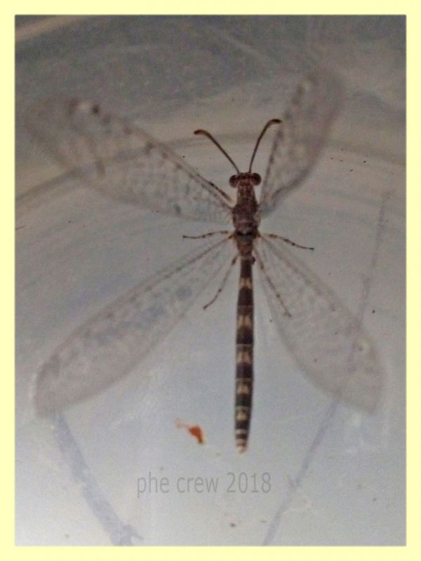 Myrmeleontidae corpo 20 mm. - Anzio - 21.7.2018 (1).jpg