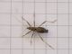 Himacerus_ apterus_Nabidae -  (3).jpg