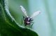insect3.jpg