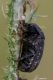 Netocia vidua IMG_8374.jpg