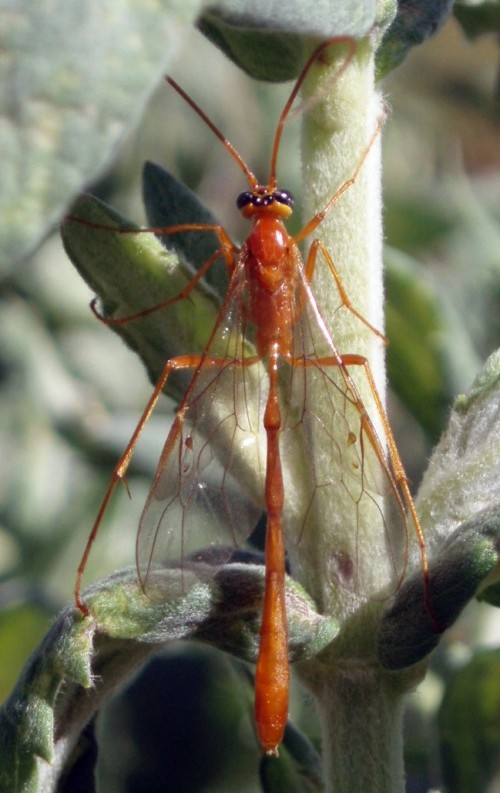 Enicospilus sp. (24-8-08 Panticosa).jpg