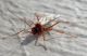 Netelia sp. 2 (12-9-09 Alfocea).jpg