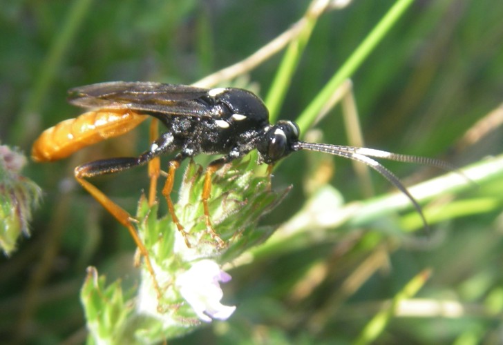 Protichneumon sp. (4-8-14 Torena).jpg