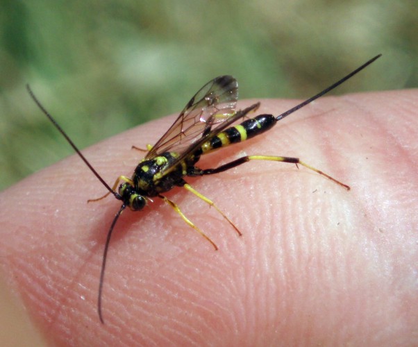 Syzeuctus sp. 2 (17-8-08  Perdiguera).jpg