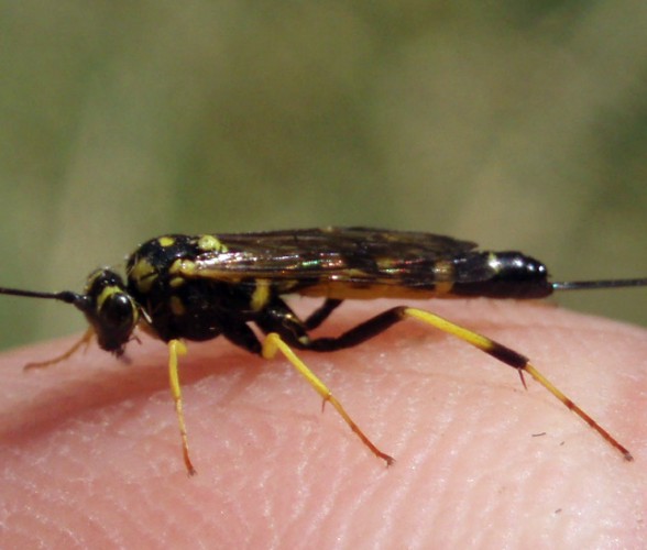 Syzeuctus sp. 3 (17-8-08  Perdiguera).jpg