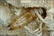 Pogonosoma_marroccanum_Exuvie_2576.jpg