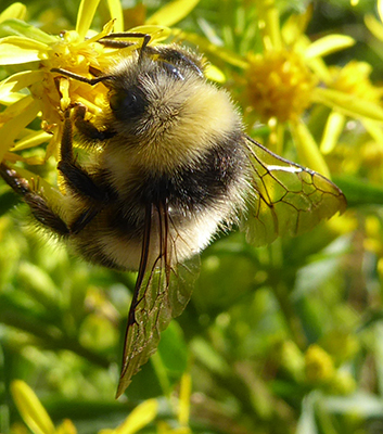 Unidentified_Bombus_Maso_Filzerhof.jpg