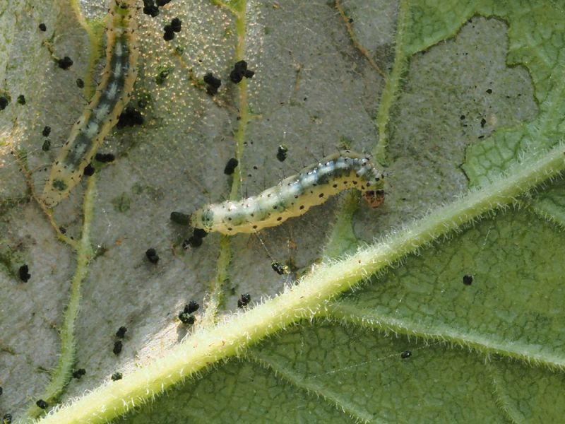 Gelechiidae_Angelica_sylvestris_larva (3).jpg