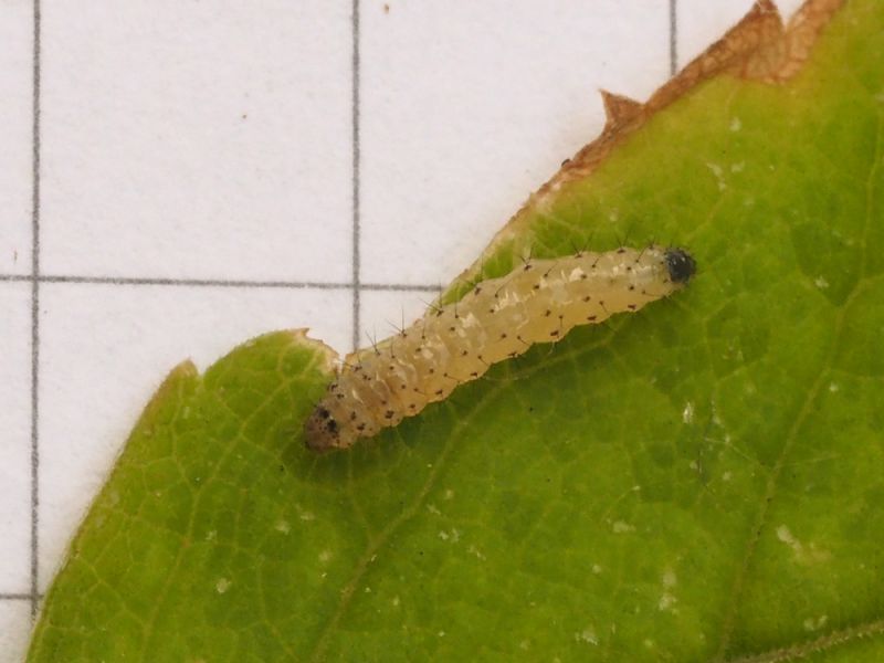 Gelechiidae_Angelica_sylvestris_larva (2).jpg