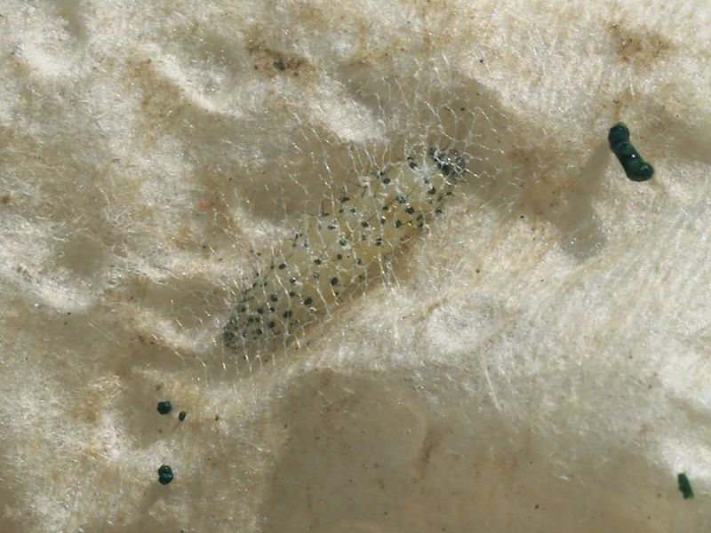 Gelechiidae_Angelica_sylvestris_Larva.jpg